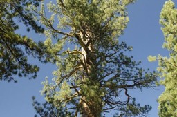 State Parks Day - Guided Hike to Big Tree