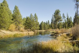 State Parks Day - Guided Hike to Big Tree