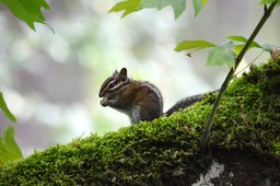 Nature Photography for Beginners